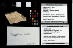 Foto (Objekt + Etikett) von Paragalathea ternata (Robins et al., 2017)  (NHMW-GEO-1990-0041-3325)